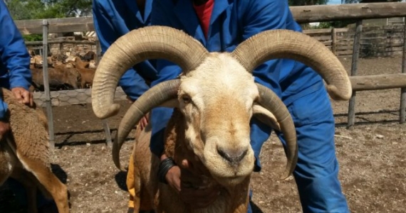 multihorned goat 1