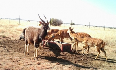 nyala2