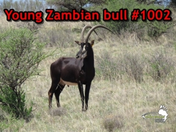 young zambian bull 1002