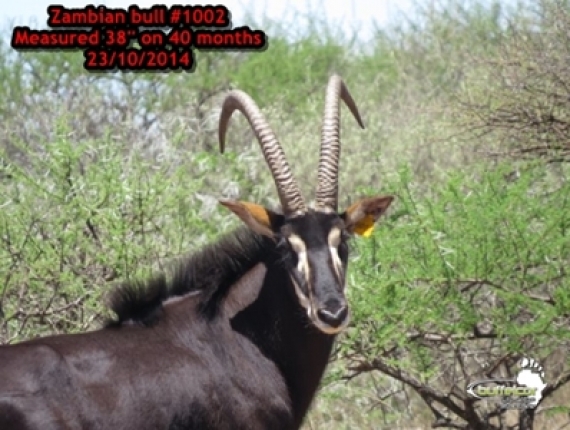 zambian bull 1002