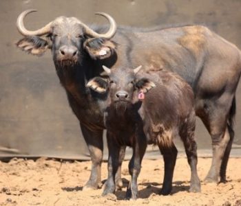 buffels