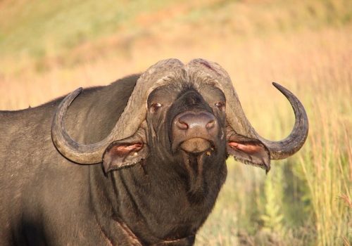 bull boshof 20 May 2017